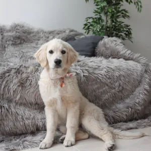 Original Protector - Waterproof Luxury Pet Blanket