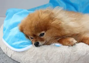Washable Waterproof Blanket